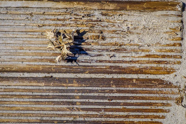 Bit Torkad Tistel Trägång Täckt Strandsand — Stockfoto