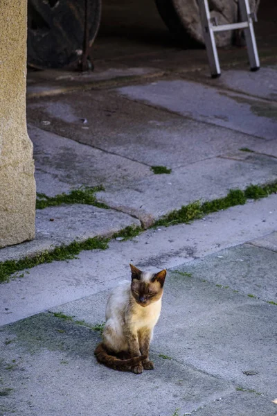 Hermoso Gato Siamés Sentado Piedra Una Acera —  Fotos de Stock