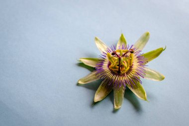 Passiflora edulis çiçeği, Güney ve Orta Amerika 'nın tipik bir tırmanma bitkisidir, Passiflora cinsine aittir ve yenilebilir sarı veya mor meyvesi tutku meyvesidir..