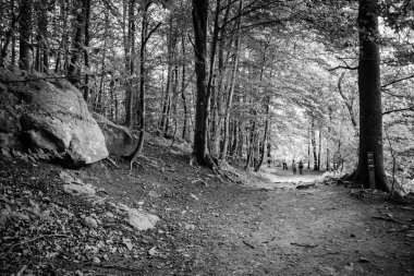 Santa Fe de Montseny 'deki kayın ormanı, Barcelona, Katalonya, İspanya. Katalonya 'da Biyosfer rezervi olarak sınıflandırılan tek doğal parktır..
