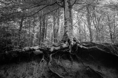 Santa Fe de Montseny 'deki kayın ormanı, Barcelona, Katalonya, İspanya. Katalonya 'da Biyosfer rezervi olarak sınıflandırılan tek doğal parktır..