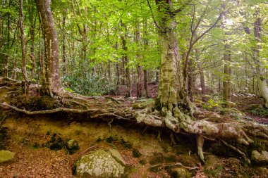 Santa Fe de Montseny 'deki kayın ormanı, Barcelona, Katalonya, İspanya. Katalonya 'da Biyosfer rezervi olarak sınıflandırılan tek doğal parktır..
