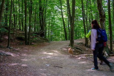 BARCELONA, İspanya - 8 Eylül 2019: Santa Fe de Montseny 'deki kayın ormanlarında yürüyen insanlar. Katalonya 'da Biyosfer rezervi olarak sınıflandırılan tek doğal parktır..