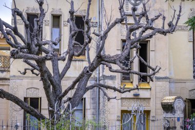 Kışın yaprakları olmayan yaprak döken ağaç, La Garriga, Katalonya 'da modernist bir ev (İspanya).)