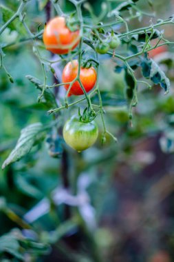 Meyvesi domates olan Solanum lycopersicum ile meyve bahçesi, genellikle domates olarak bilinir, Solanaceae familyasından Solanum familyasından bir bitki türü..