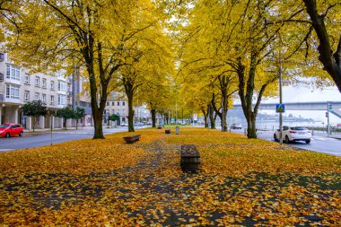 Pontevedra, Galiçya 'da sonbaharda yaprakları sarı olan ıhlamur ağaçlarıyla yürü (İspanya))
