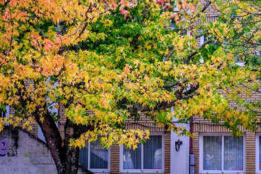 Liquidambar styraciflua, Amerikan tatlandırıcısı, Sonbaharda Altingiaceae ailesinin yaprak döken ağacı..
