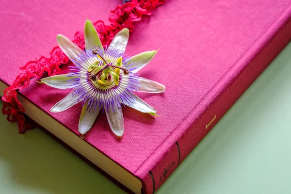 Passiflora Edulis Flower Next Piece Red Black Lingerie Closed Book — Stock Photo, Image