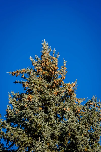 Detalhe Coroa Uma Picea Punges Engelm Árvore Parque Cidade Soria — Fotografia de Stock