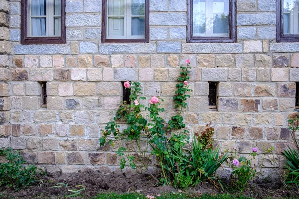 Arbusto Rosas Flor Pared Edificio —  Fotos de Stock