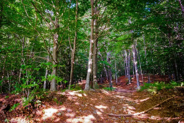 Las Bukowy Santa Montseny Prowincji Barcelona Katalonia Hiszpania Jest Jedyny — Zdjęcie stockowe