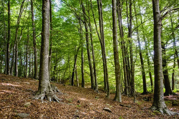 Santa Montseny Deki Kayın Ormanı Barcelona Katalonya Spanya Katalonya Biyosfer — Stok fotoğraf