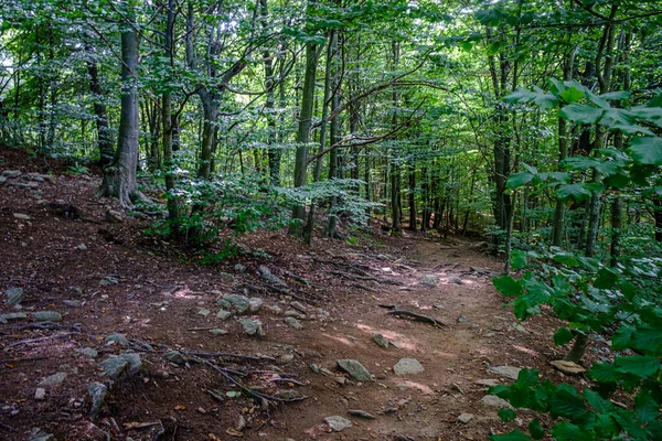 Buchenwald Santa Montseny Der Provinz Barcelona Katalonien Spanien Ist Der — Stockfoto