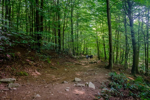 Buchenwald Santa Montseny Der Provinz Barcelona Katalonien Spanien Ist Der — Stockfoto