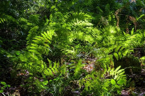 Group of ferns illuminated by the sun and moved by the wind.