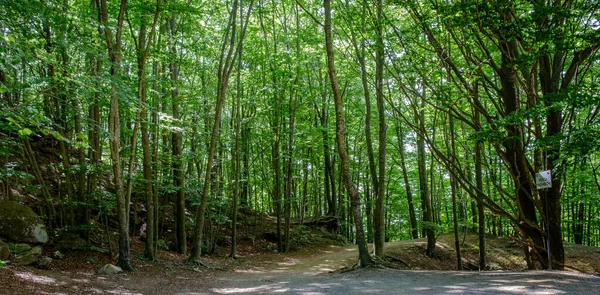 Floresta Faia Santa Montseny Província Barcelona Catalunha Espanha Único Parque — Fotografia de Stock