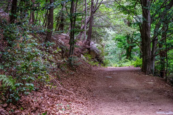 Δάσος Οξιάς Στη Santa Montseny Στην Επαρχία Της Βαρκελώνης Καταλονία — Φωτογραφία Αρχείου