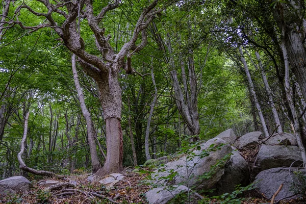 スペインのカタルーニャ州バルセロナにあるSanta Montsenyのブナ林 カタルーニャ州唯一の生物圏保護区に指定されている自然公園です — ストック写真