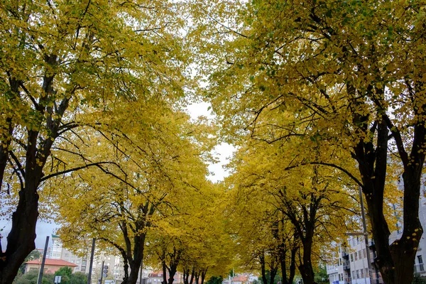 Прогулянка Лляними Деревами Листям Жовтого Кольору Восени Понтеведрі Іспанія — стокове фото