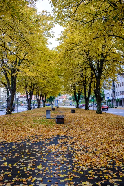 Walk Linden Trees Leaves Colored Yellow Fall Pontevedra Galicia Spain — Stock Photo, Image