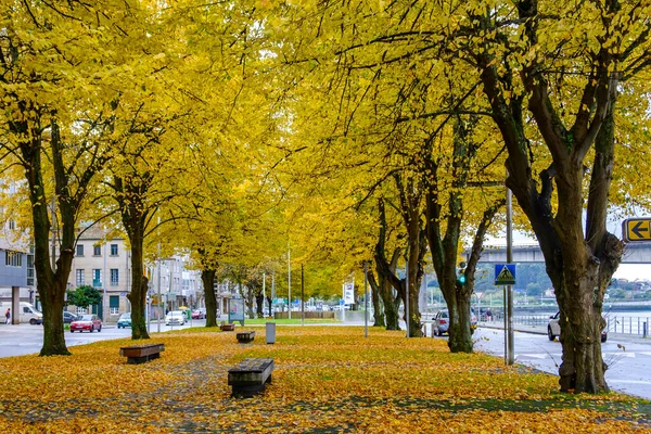 Walk Linden Trees Leaves Colored Yellow Fall Pontevedra Galicia Spain — Stock Photo, Image