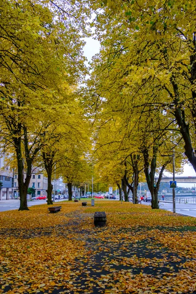 Walk Linden Trees Leaves Colored Yellow Fall Pontevedra Galicia Spain — Stock Photo, Image