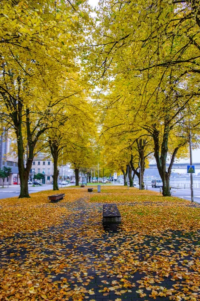 Walk Linden Trees Leaves Colored Yellow Fall Pontevedra Galicia Spain — Stock Photo, Image