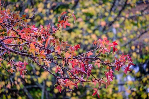 Liquidambar Styraciflua Amerikai Édességgumi Altingiaceae Család Lombhullató Fája Ősszel — Stock Fotó