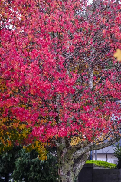 Liquidambar Styraciflua American Sweetgum Drzewo Liściaste Rodziny Altingiaceae Jesienią — Zdjęcie stockowe