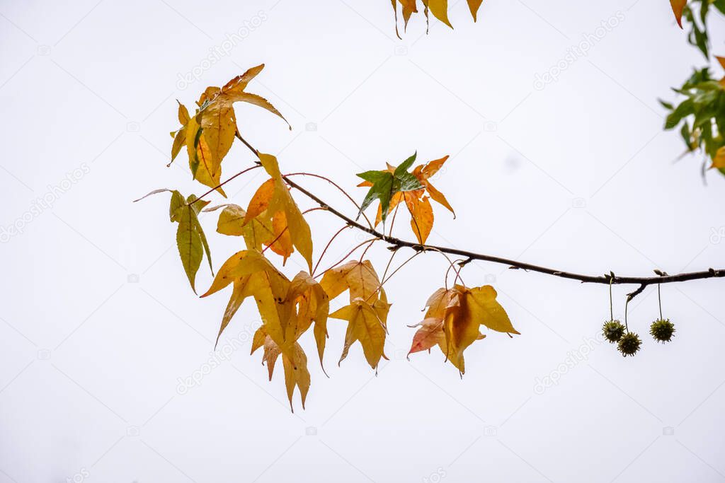 Liquidambar styraciflua, American sweetgum, deciduous tree of the Altingiaceae family in autumn.