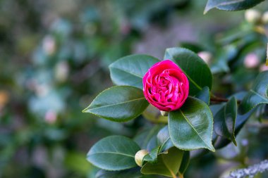 Kamelya ağaçta, Galiçya 'da bir halk parkında (İspanya))