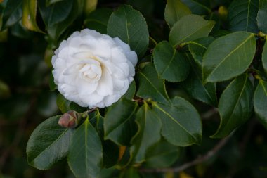 Kamelya ağaçta, Galiçya 'da bir halk parkında (İspanya))