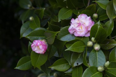 Kamelya ağaçta, Galiçya 'da bir halk parkında (İspanya))