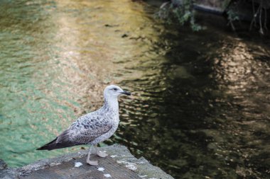 Genç bir martı Galiçya 'da (İspanya) bir kanalizasyon kapağına tünedi.)