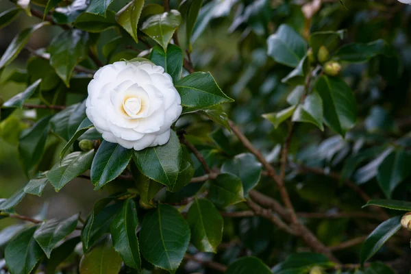 Camellia Árvore Parque Público Galiza Espanha — Fotografia de Stock