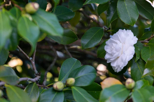 Camellia Fán Egy Galíciai Parkban Spanyolország — Stock Fotó