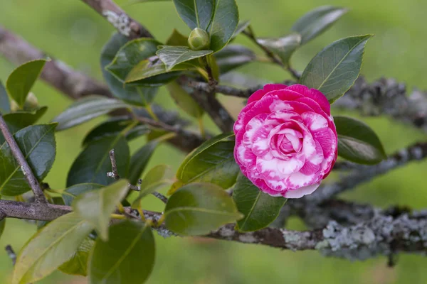 Camellia Tree Public Park Galicia Spain — Stock Photo, Image