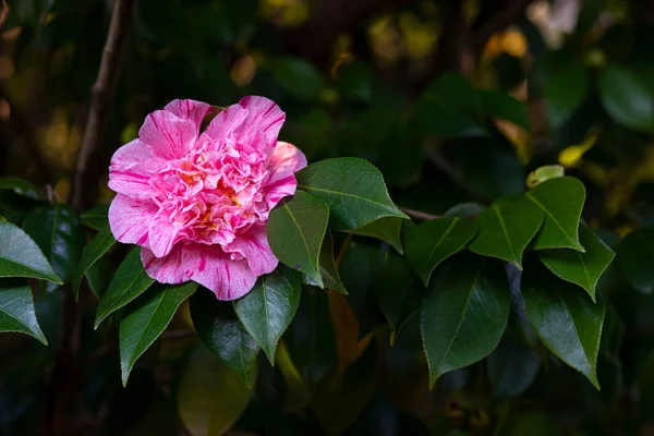 Camellia Sur Arbre Dans Parc Public Galice Espagne — Photo