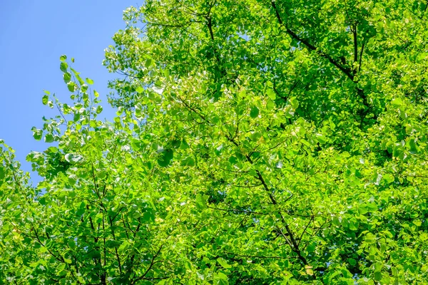 Detail Der Zweige Einiger Linden Voller Blüte Galicien Spanien — Stockfoto