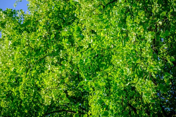 Detalhe Dos Ramos Algumas Tílias Plena Floração Galiza Espanha — Fotografia de Stock