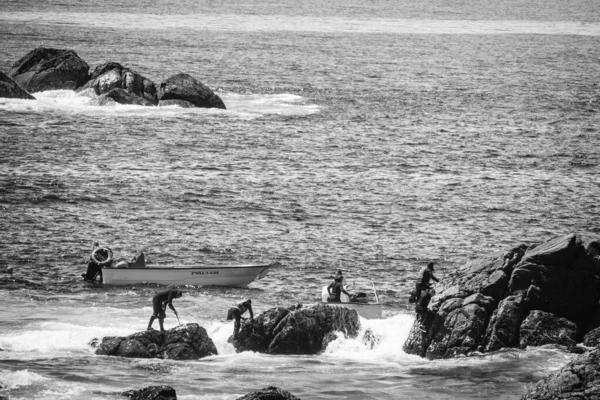스페인 2020 로스라고 따개비 어부들이 갈리시아 해안에 바위들 사이에서 생명의 — 스톡 사진