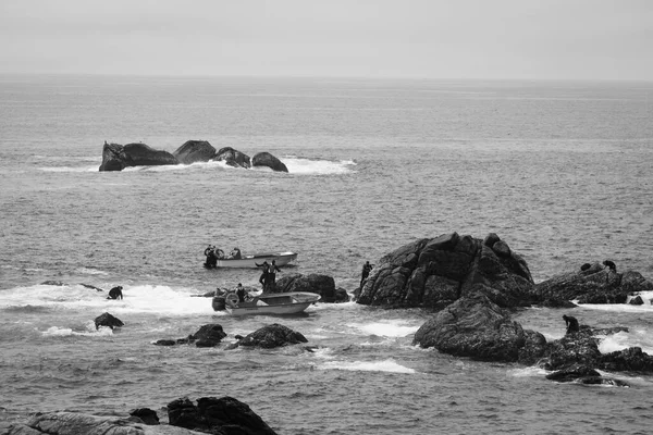 Corrubedo Espagne Juillet 2020 Certains Pêcheurs Bernacles Appelés Percepbeiros Risquent — Photo