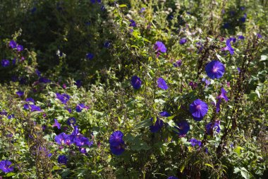 Convolvulaceae familyasından, Convolvulaceae familyasından yükselen bir bitki türü olan Convolvulus arvensis L..