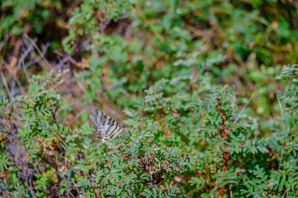 Ein Kleiner Schmetterling Sitzt Auf Einer Pflanze Galicien Spanien — Stockfoto