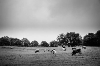 Galiçya 'nın Ourense ilinin kırsal bir bölgesinde otlayan inekler (İspanya))