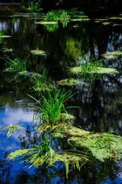 Sazlıklar ve diğer su bitkileri Aronia nehrinde, Ourense, Galiçya 'da (İspanya))
