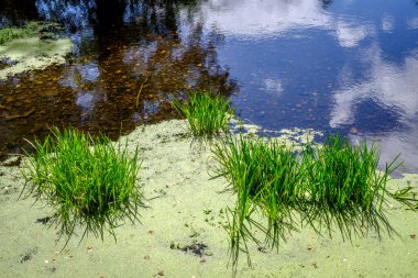 Sazlıklar ve diğer su bitkileri Aronia nehrinde, Ourense, Galiçya 'da (İspanya))