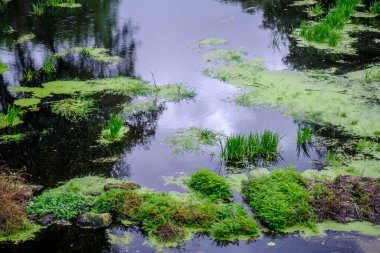 Sazlıklar ve diğer su bitkileri Aronia nehrinde, Ourense, Galiçya 'da (İspanya))