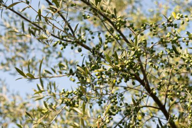 Genellikle zeytin olarak bilinen Olea europaea ağacının ayrıntıları, zeytin ve yağın elde edildiği 15 metreye kadar ulaşabilen, uzun ömürlü, küçük ve yeşil bir ağaç..