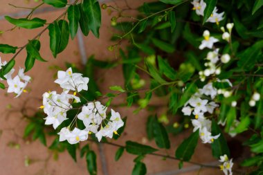 Yasemin çiçekleri, Jasminum cinsinden. Çalı gibi büyürler ve diğerleri de diğer bitkilerin üzerinde tırmanır ya da yapılarda rehberlik ederler.